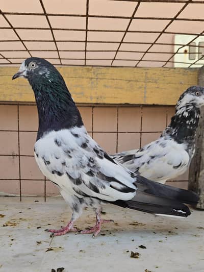 Teddy Pair/Teddi Jora/kabootar/Pigeon/Pair