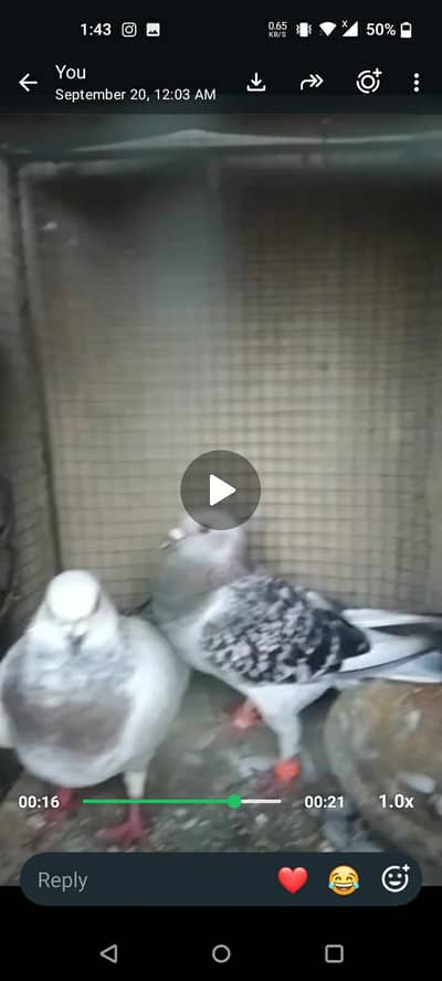khal ka phatay bara mix han or citta jangala or Chitti babri Kash pari