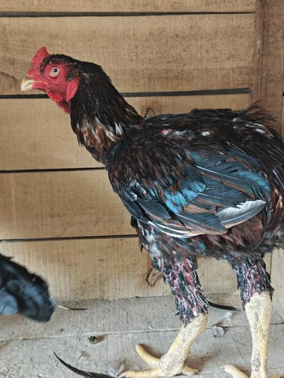 beauty Pakistani aseel for sale. mazboot  nalli. pure Pakistani