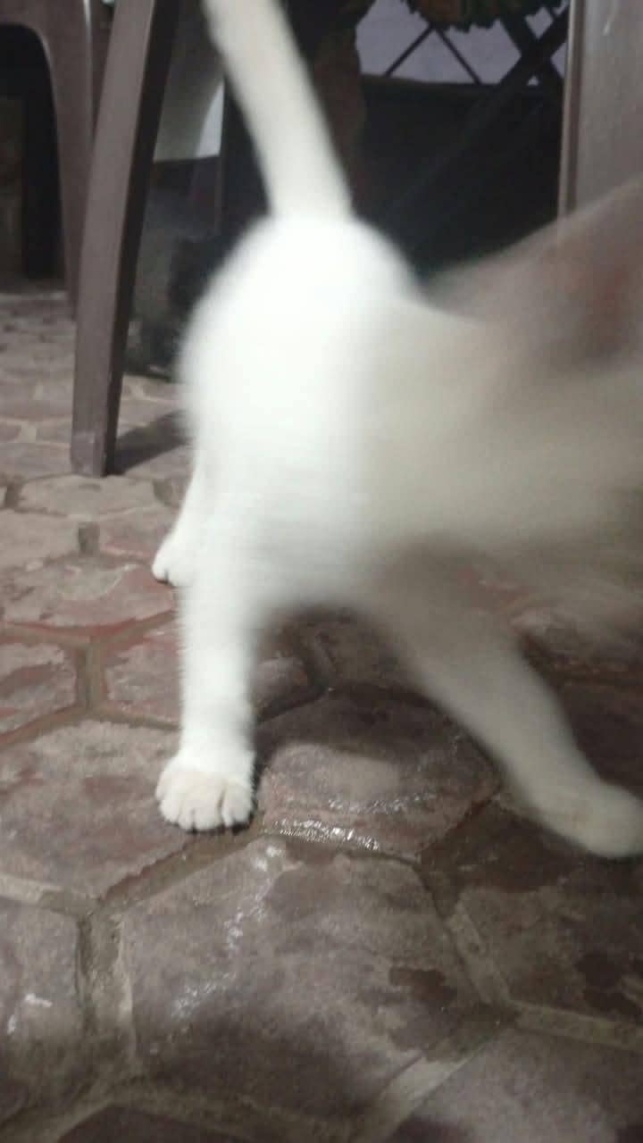 persian cats 1