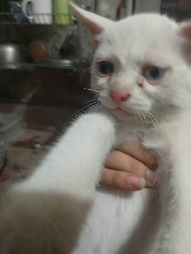 persian cats 2