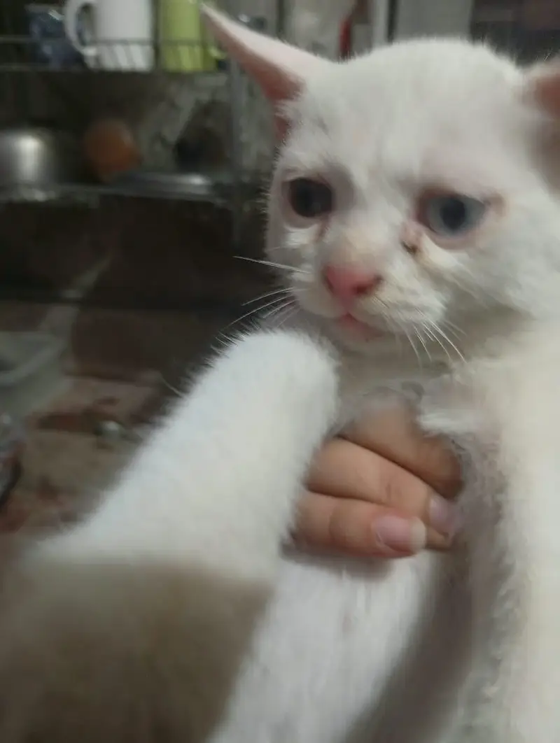 persian cats — photo 3