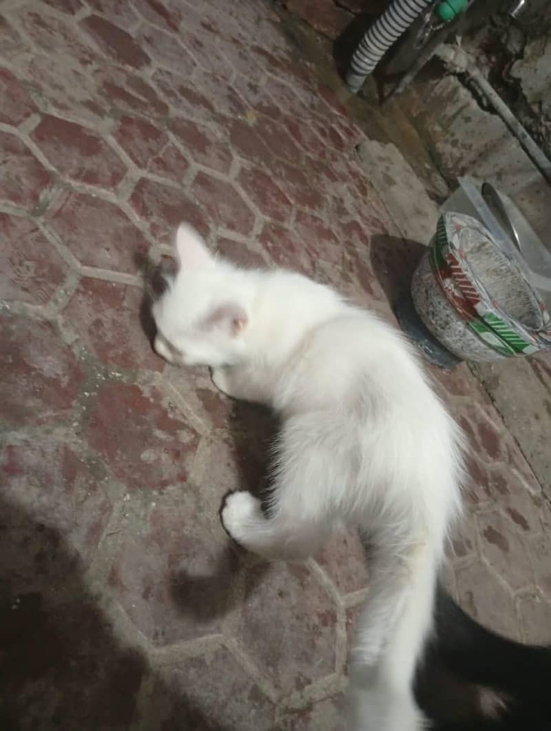 persian cats 3