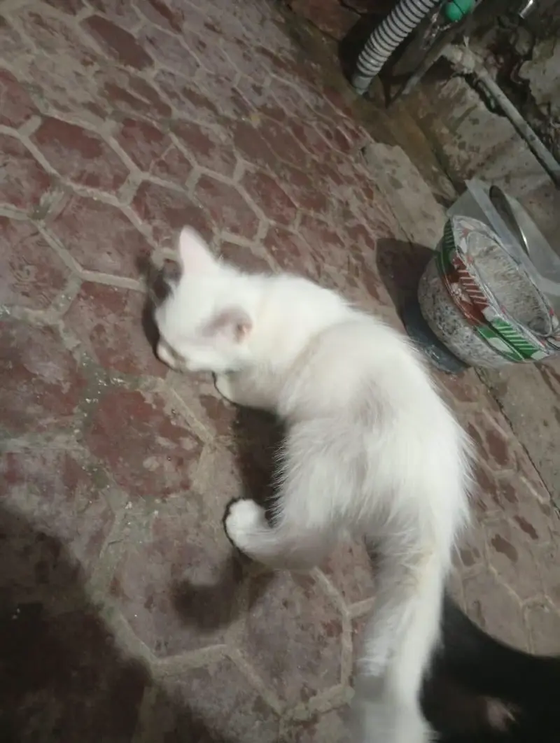 persian cats — photo 4