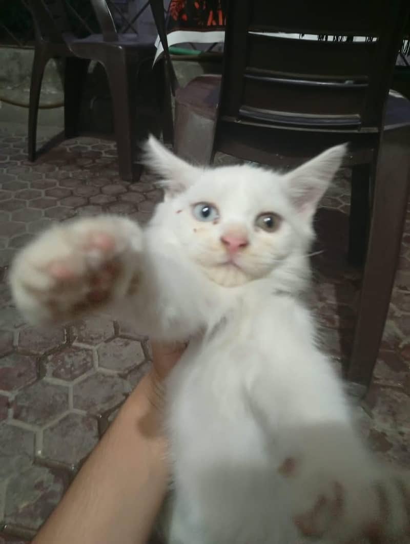 persian cats 4