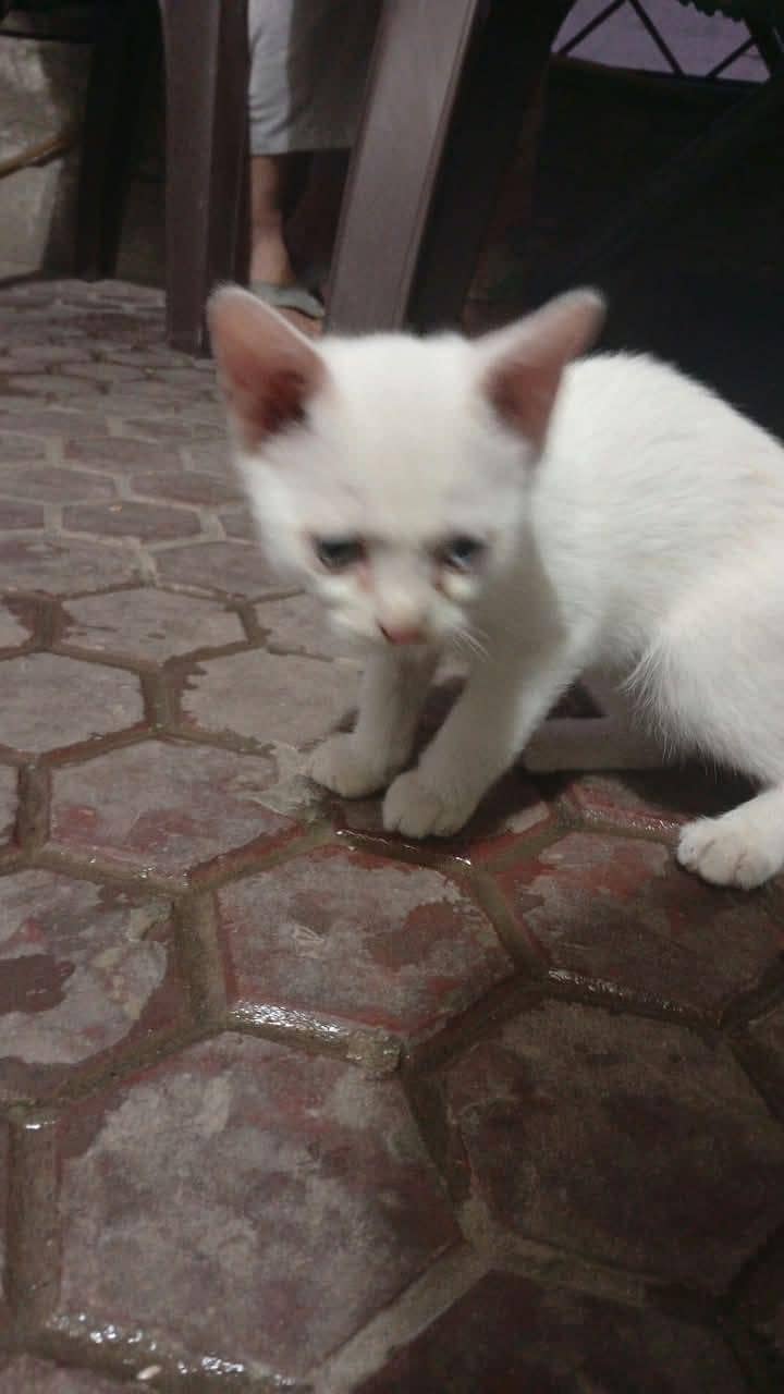 persian cats 5