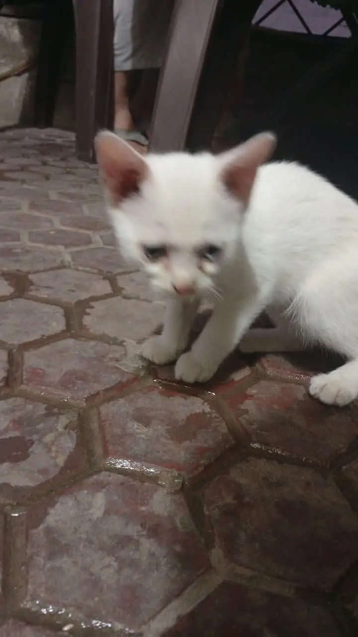 persian cats — photo 6