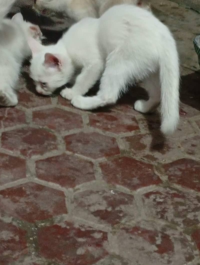 persian cats 6