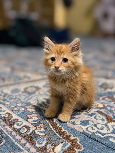 Brown Persian cat