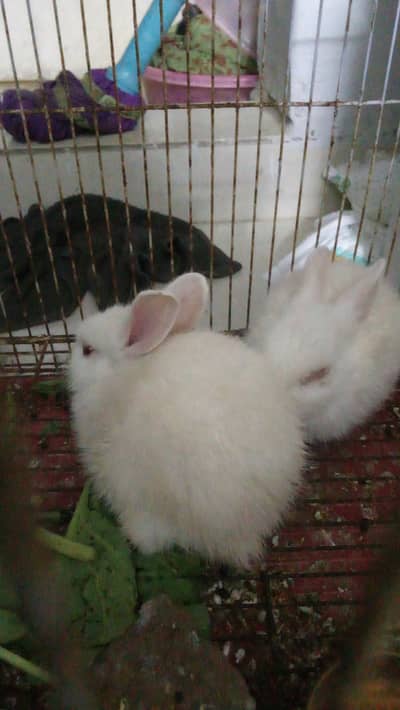 Rabbits