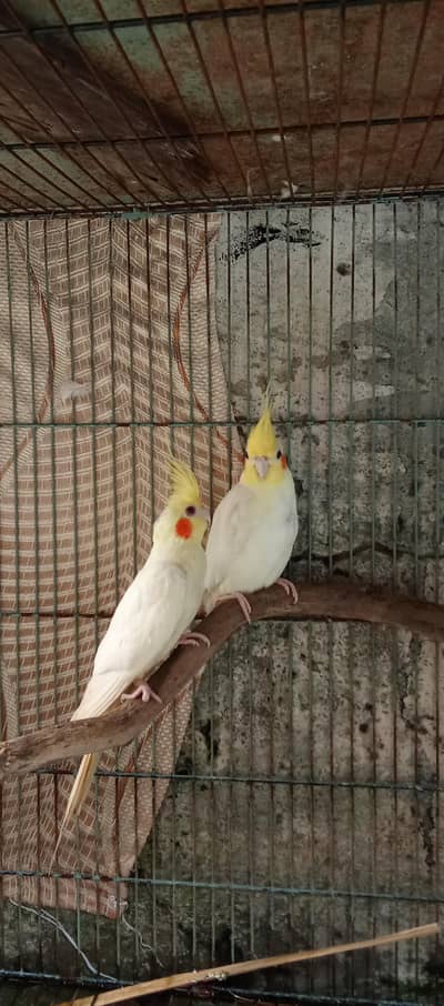love birds , cocktails, Pegions, Cages