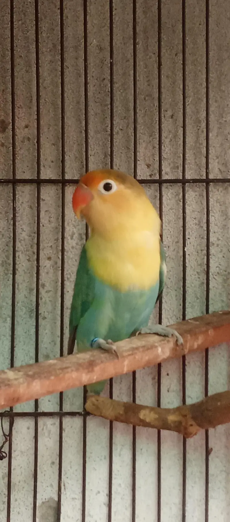 love birds , cocktails, Pegions, Cages — photo 2