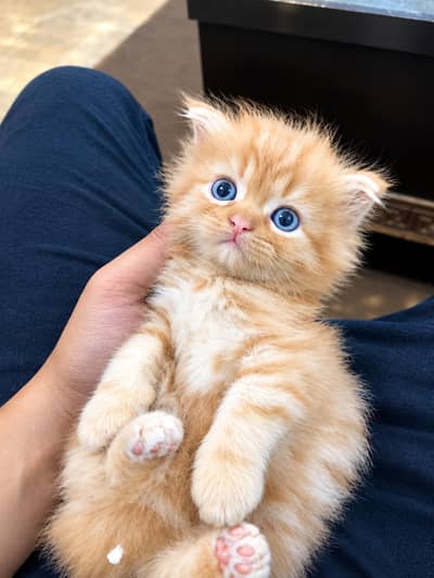 Premium Persian Male Kitten | 2 Months | Blue Eyes |