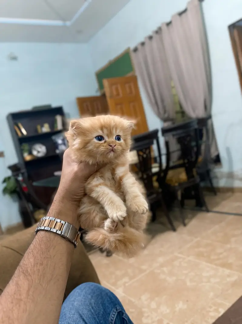 Premium Persian Male Kitten | 2 Months | Blue Eyes | — photo 2