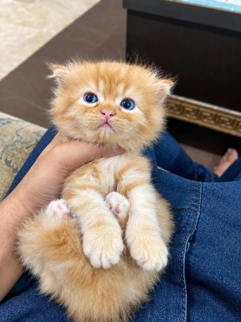 Premium Persian Male Kitten | 2 Months | Blue Eyes | — photo 5