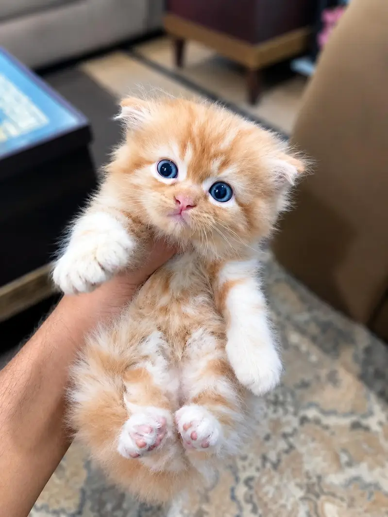 Premium Persian Male Kitten | 2 Months | Blue Eyes | — photo 6