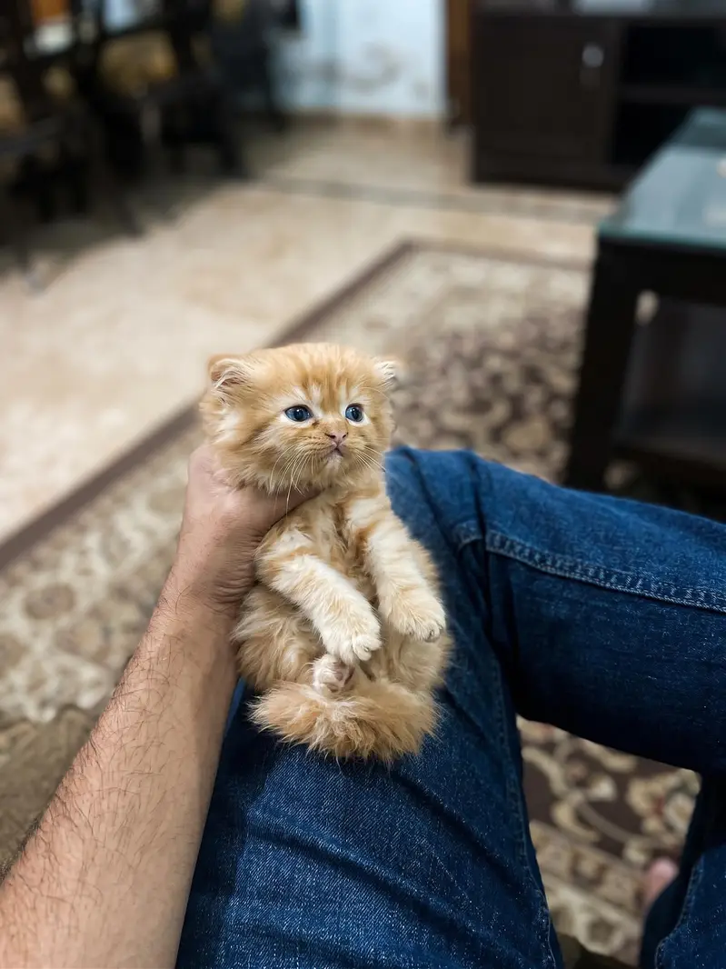 Premium Persian Male Kitten | 2 Months | Blue Eyes | — photo 7