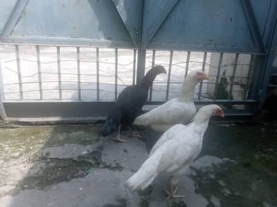 pure aseel and mix cross  pathian