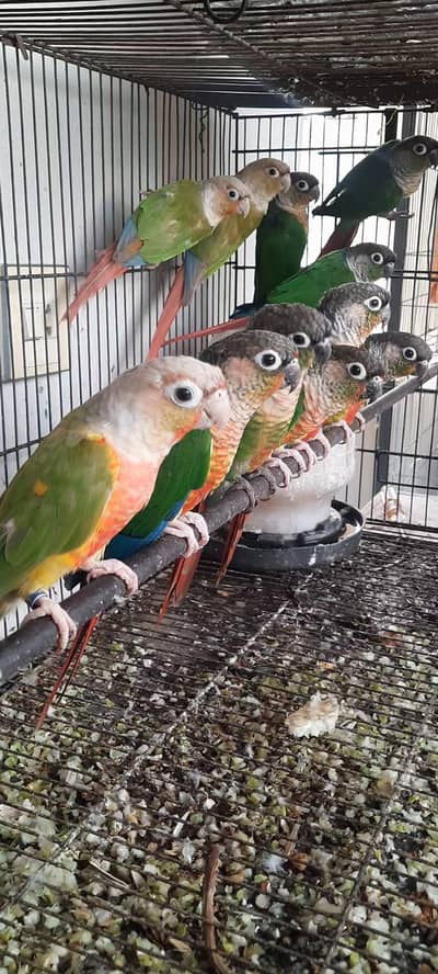 HighRed Pineapple,Yellowsided & Greencheek Conures,All Split of BT.