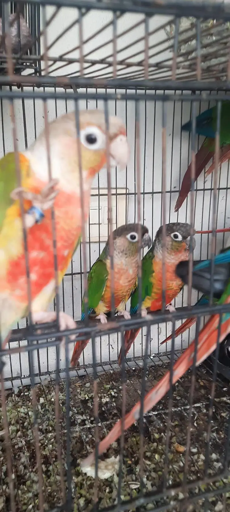 HighRed Pineapple,Yellowsided & Greencheek Conures,All Split of BT. — photo 2