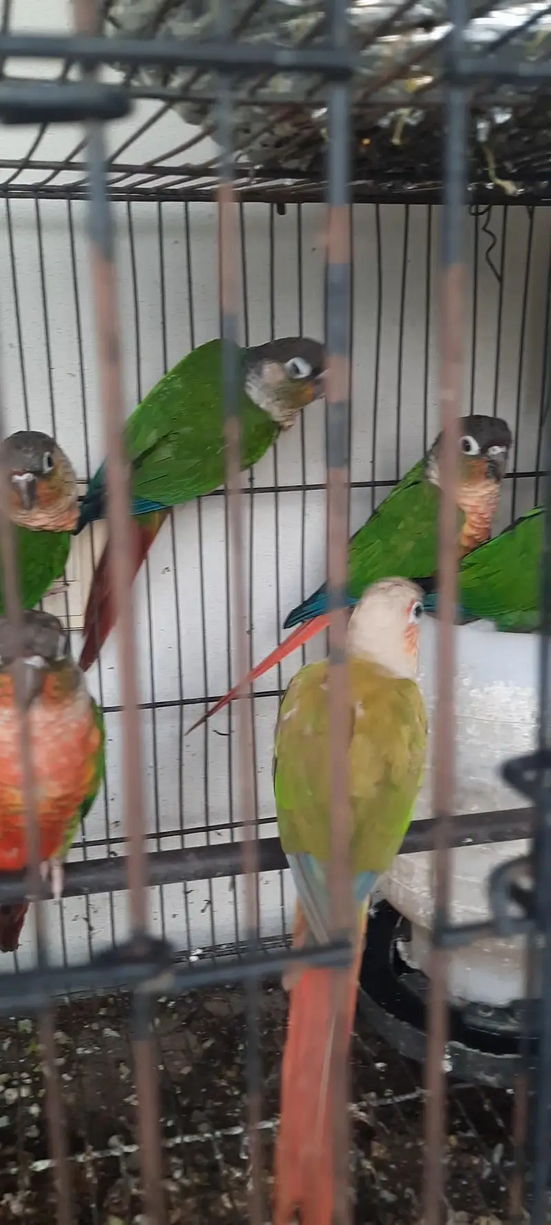 HighRed Pineapple,Yellowsided & Greencheek Conures,All Split of BT. — photo 3