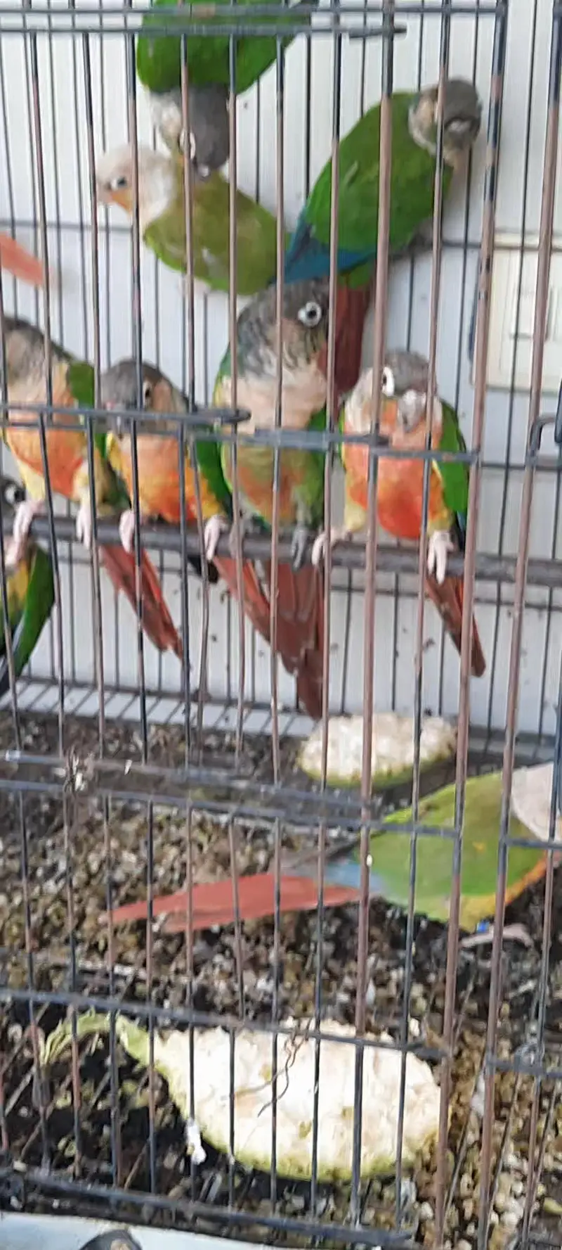 HighRed Pineapple,Yellowsided & Greencheek Conures,All Split of BT. — photo 4