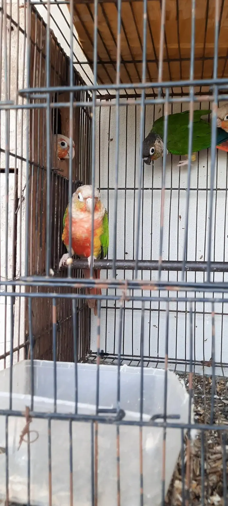 HighRed Pineapple,Yellowsided & Greencheek Conures,All Split of BT. — photo 5