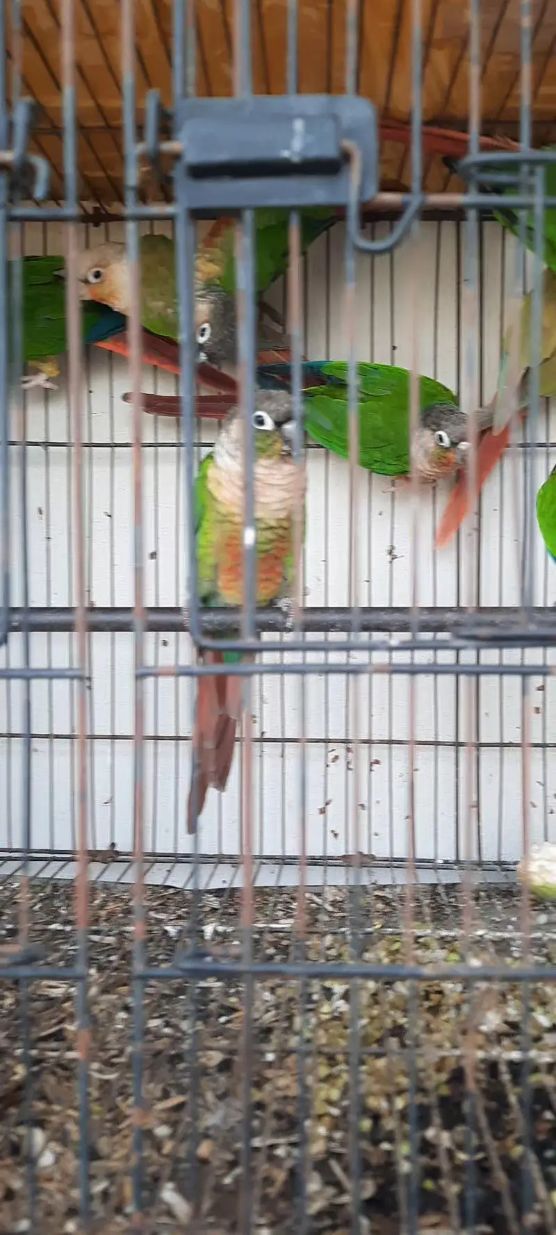 HighRed Pineapple,Yellowsided & Greencheek Conures,All Split of BT. — photo 6