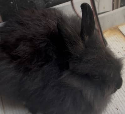 black teddy bear Dwarf fancy rabbit pair