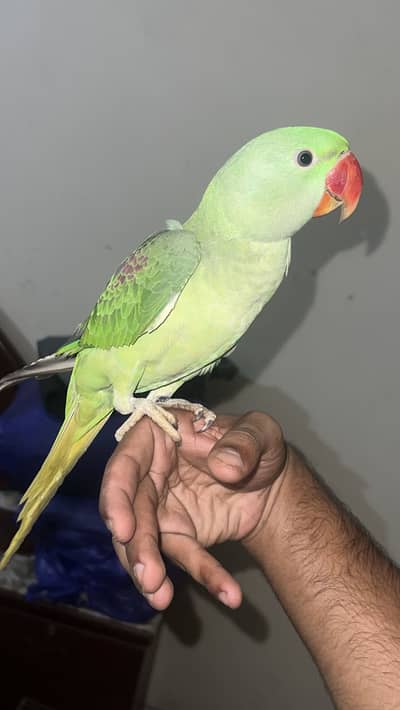 Mithu  bolne wala toota male non dna