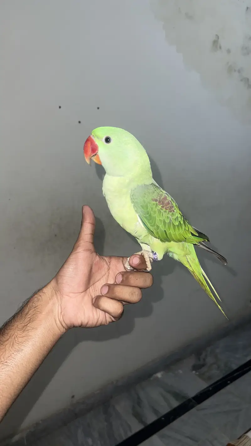 Mithu  bolne wala toota male non dna — photo 2