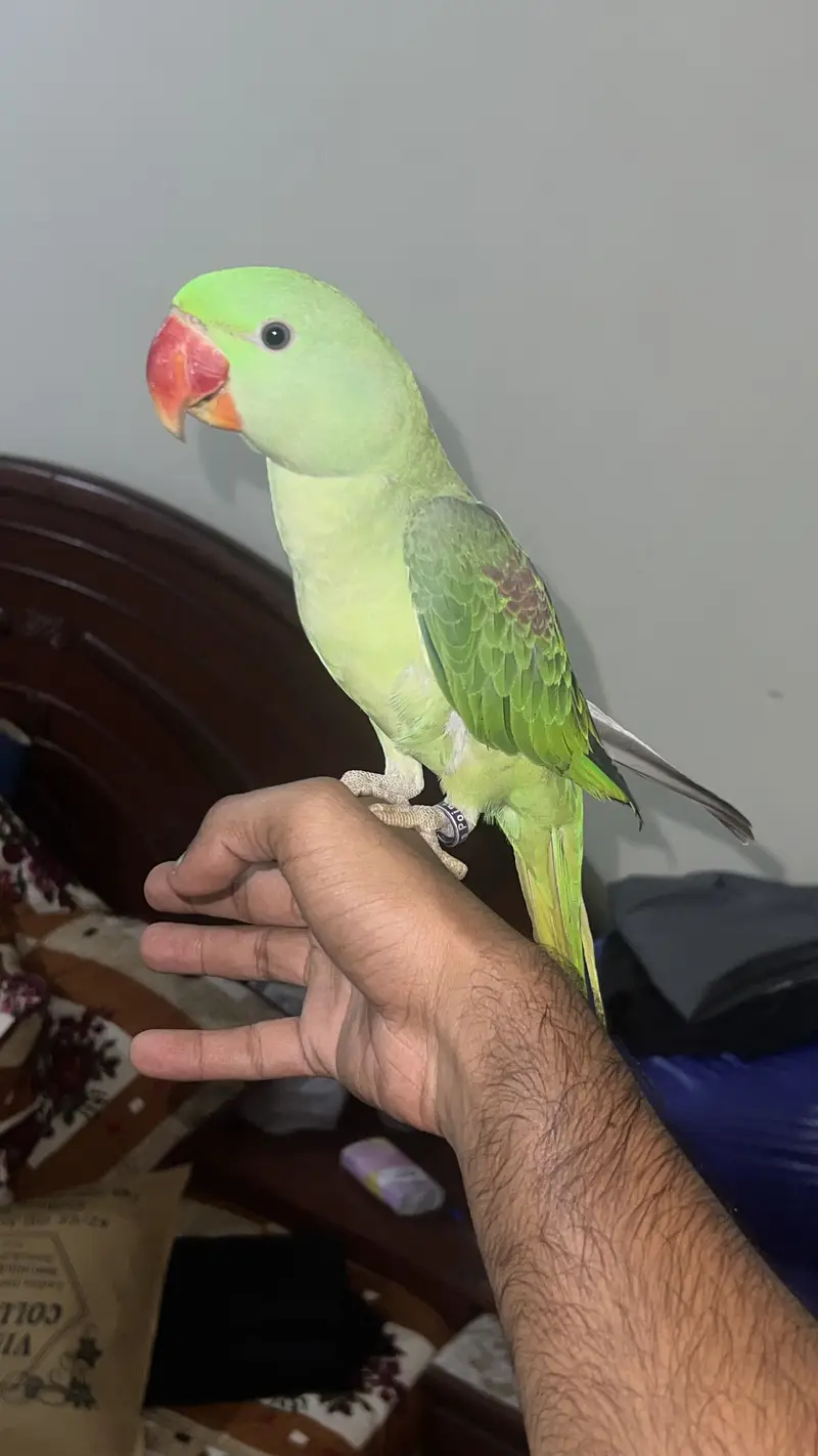 Mithu  bolne wala toota male non dna — photo 3