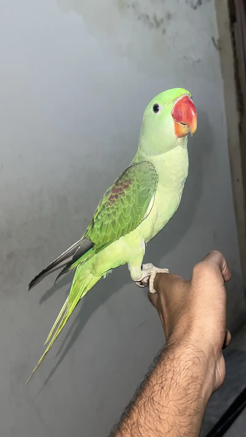 Mithu  bolne wala toota male non dna — photo 4