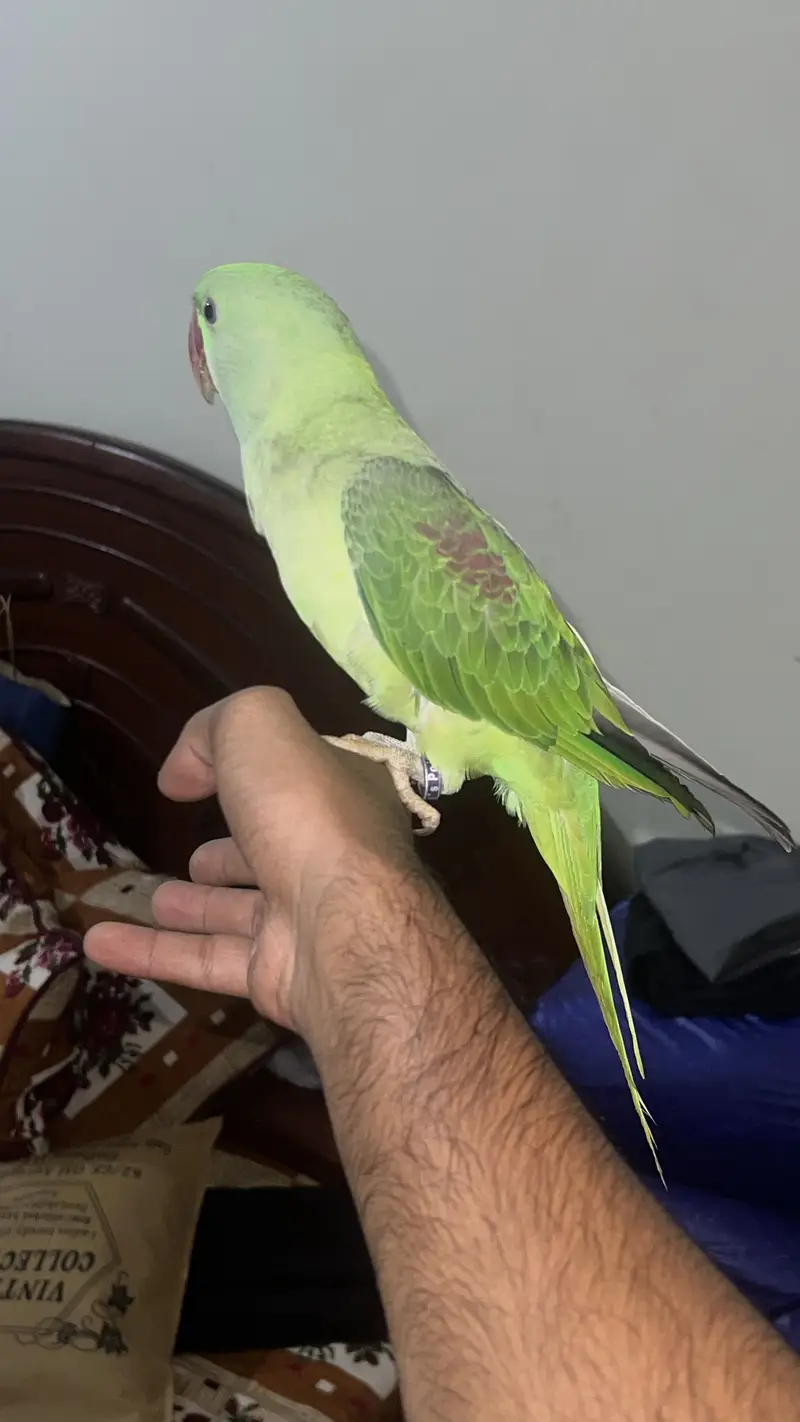Mithu  bolne wala toota male non dna — photo 5