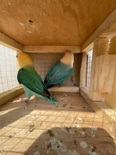motation bird