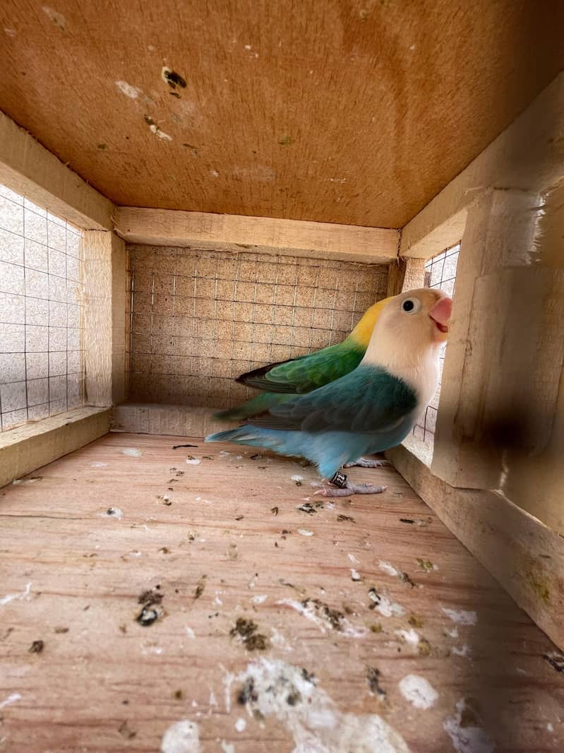 motation bird 2