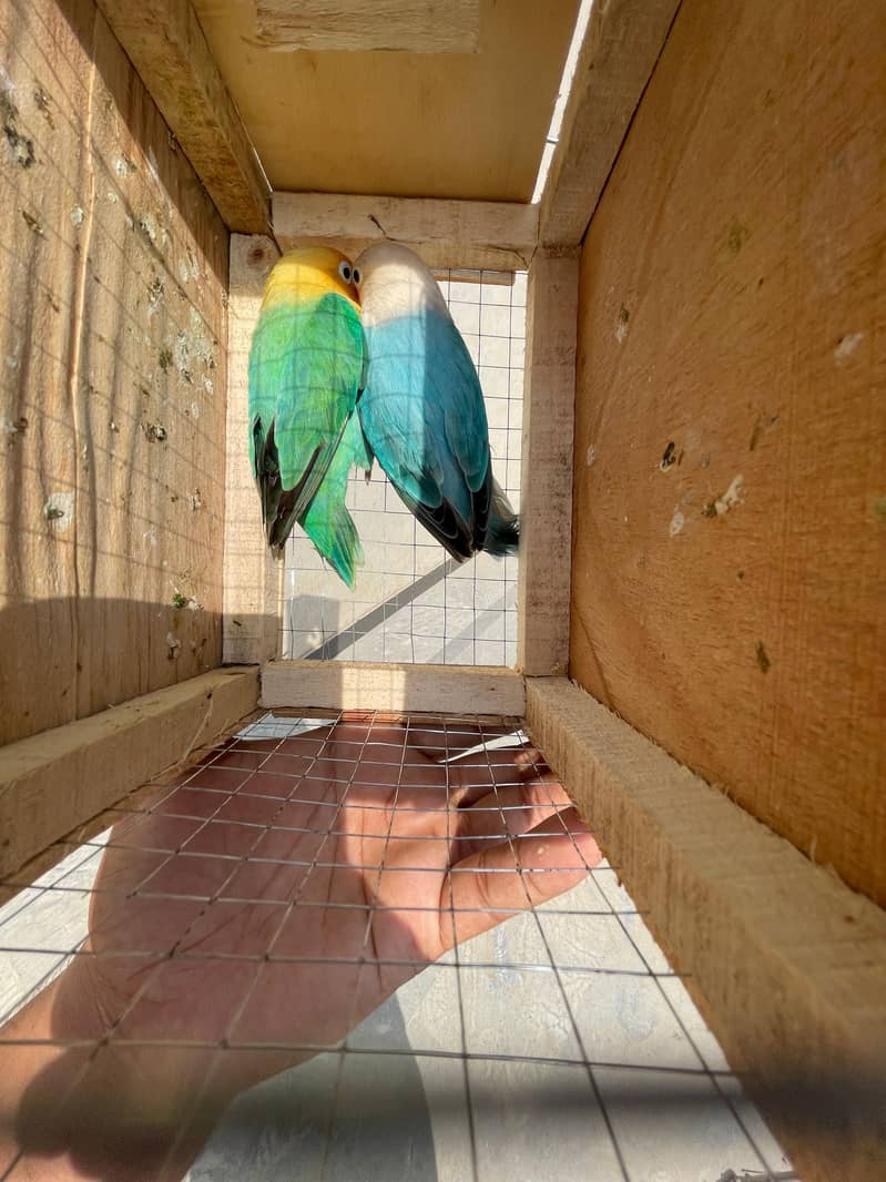 motation bird 3