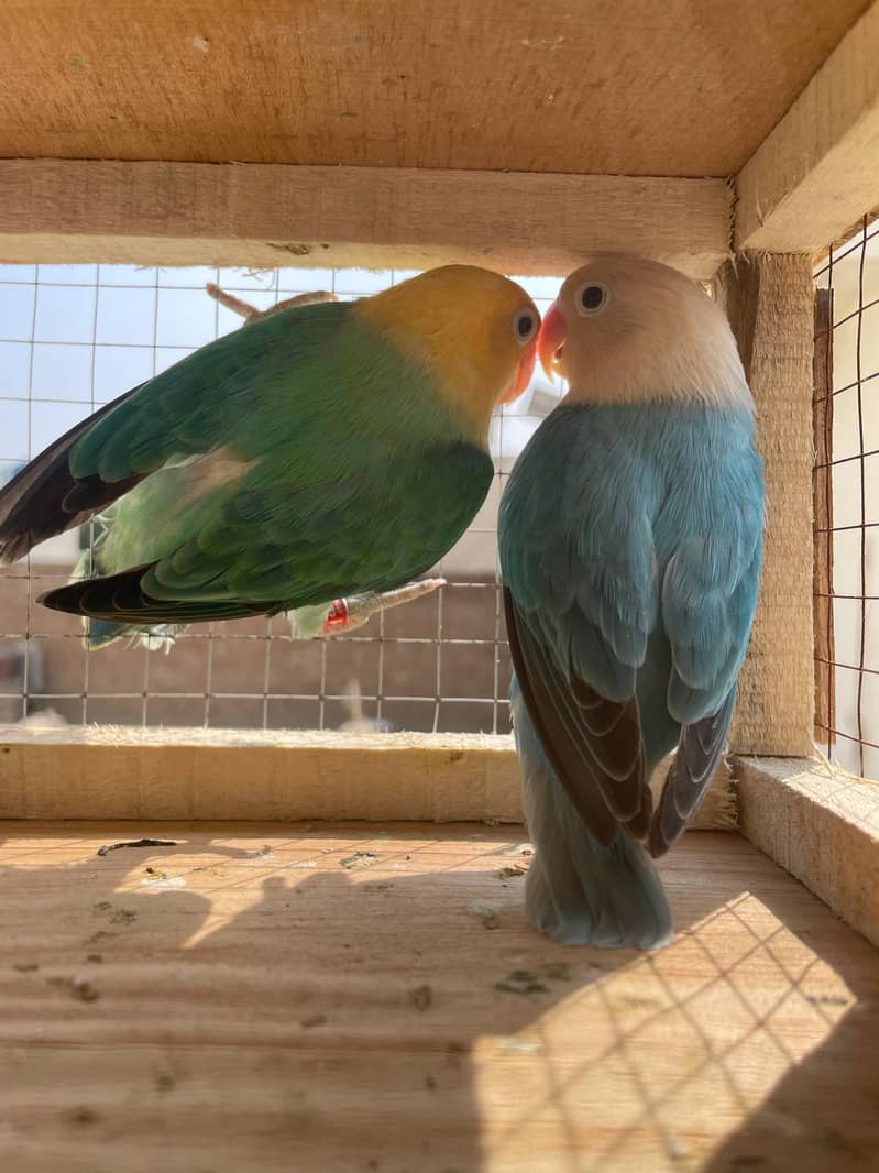 motation bird 4