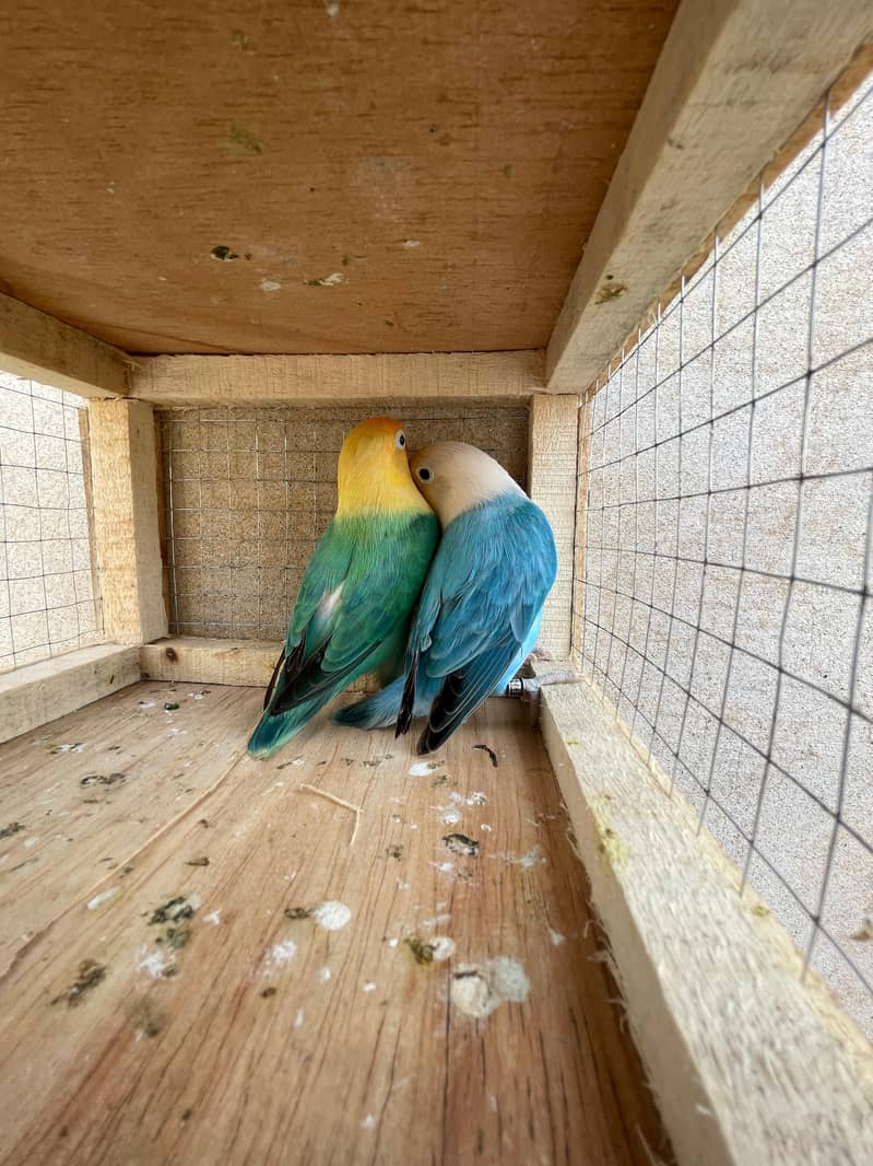 motation bird 5