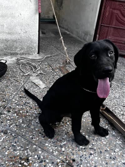 Labrador puppy