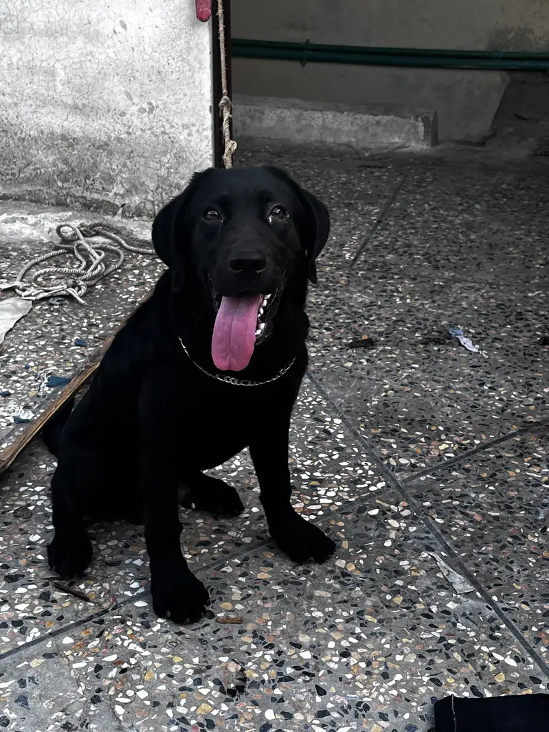 Labrador puppy — photo 2