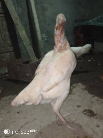 Shamo Female Heera female Mianwali Female chikes 03244632917