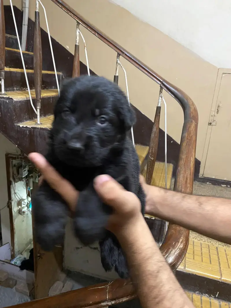 Black German Shepherd female puppies — photo 3