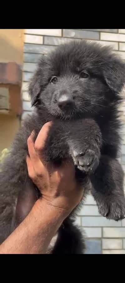 Black German Shepherd female puppies