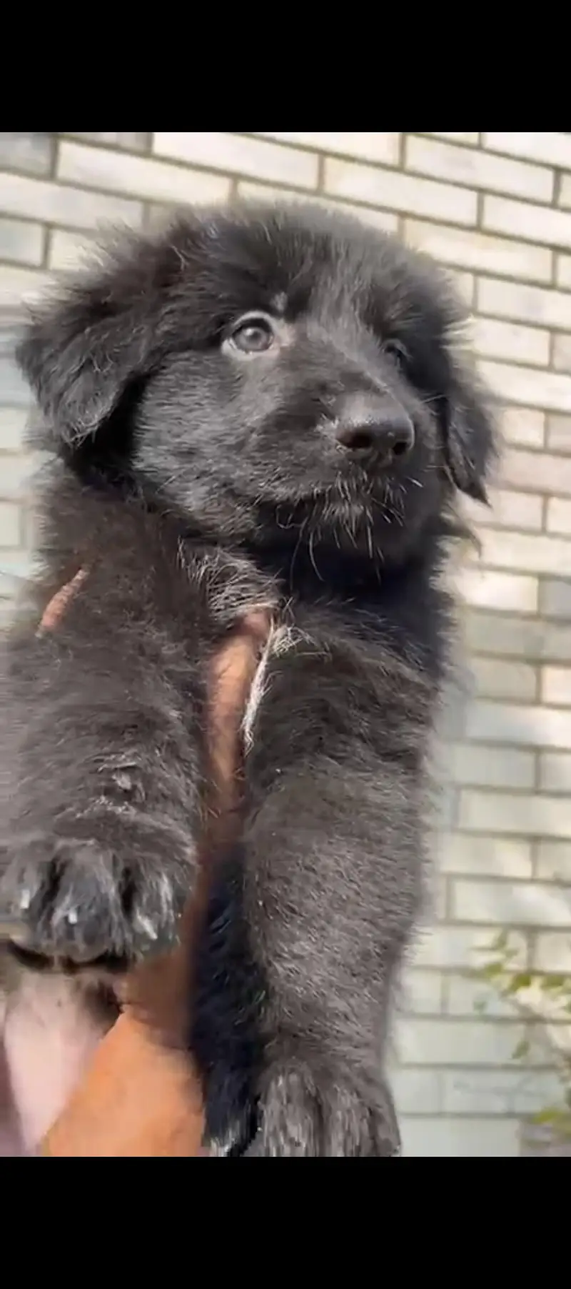 Black German Shepherd female puppies — photo 4