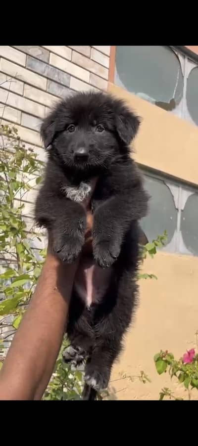 Black German Shepherd Female Puppies | Imported Parents