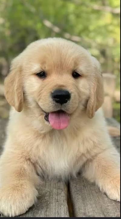 Golden retriever puppies 0330*540611*five