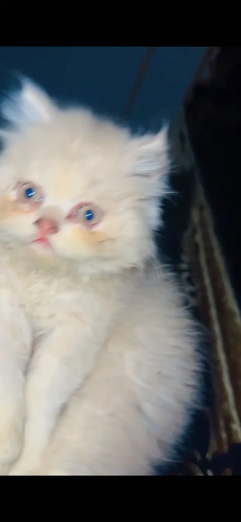 Chubby kitten — photo 7