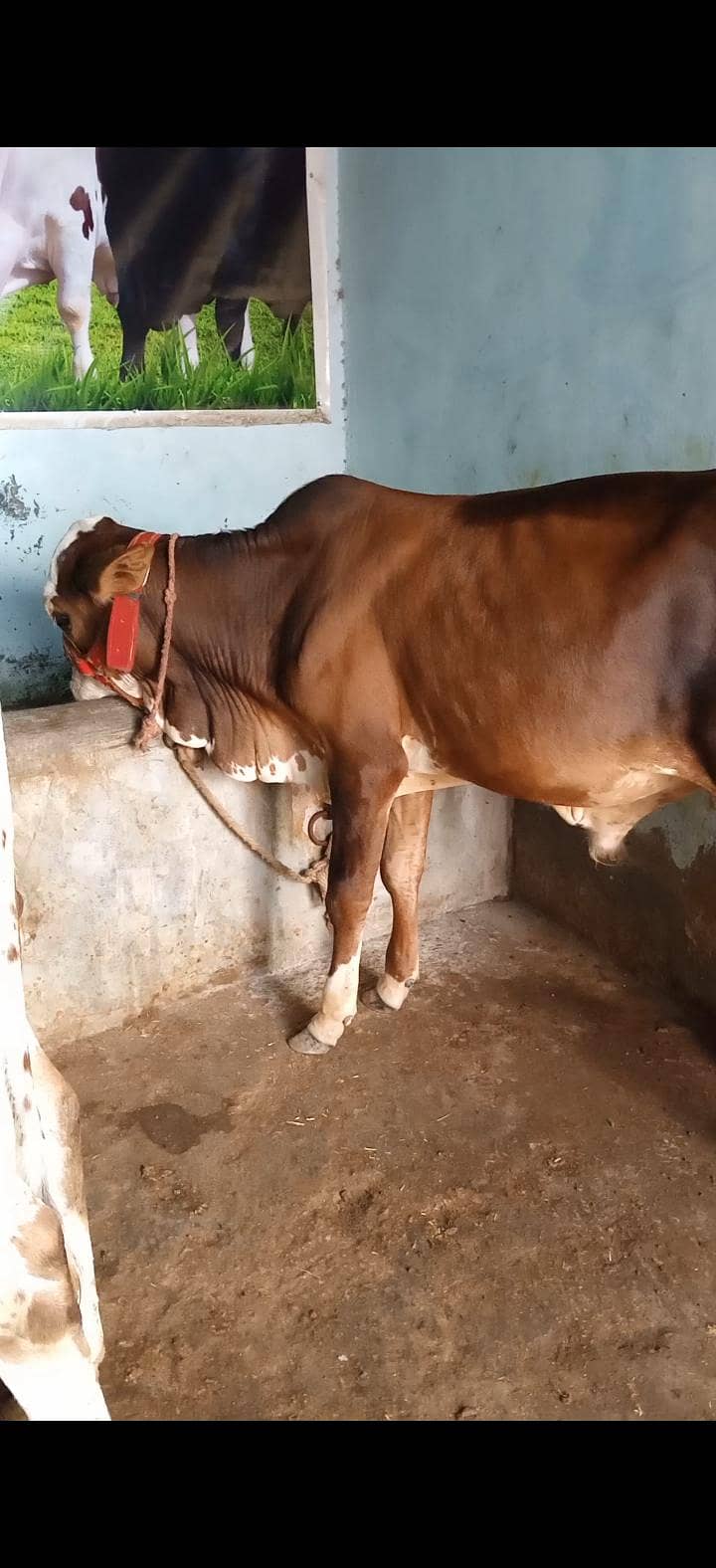 Bachra 0