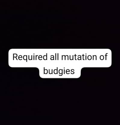 required all mutation of budgies contact no. 03285533122